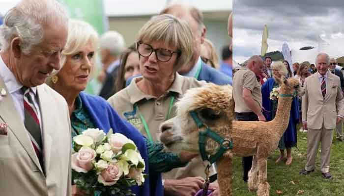 King Charles, Camilla get up close with animals on first visit to Wales since coronation