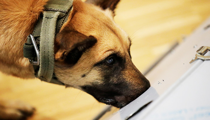 A dog can be seen in this undated Reuters image.