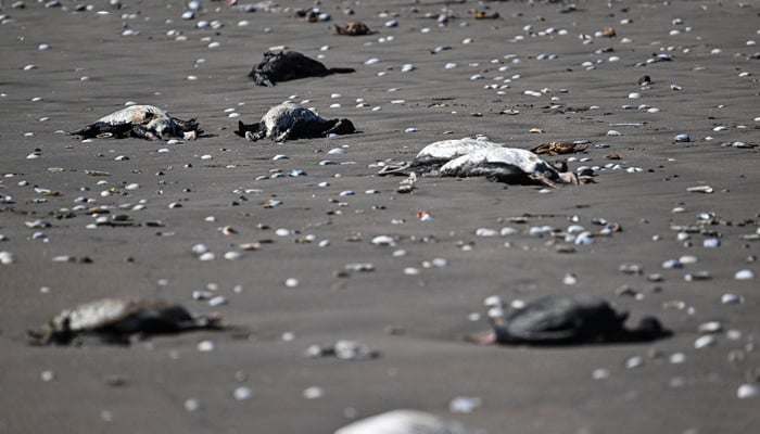 Penguins can be seen lying dead after washing up on a coast of Chile on June 2, 2023. — Twitter/@AFP