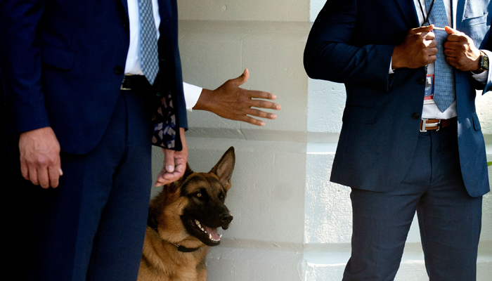 Commander, the dog of US President Joe Biden, watches as Biden boards Marine One on the South Lawn of the White House in Washington, DC, on June 25, 2022. — AFP