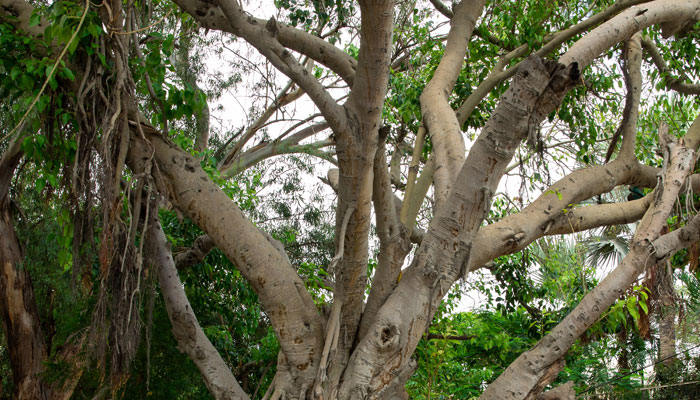 The picture shows banyan trees. — Provided by the author