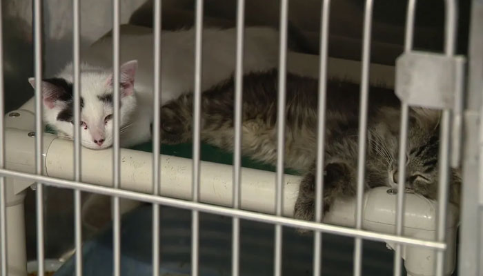 Nearly 100 cats in a suburb of Detroit, Michigan are looking for their forever homes. (FOX 2 Detroit)