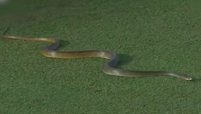 Picture shows snake entering cricket ground. — Twitter/@LPLT20