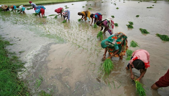 Farmers plant rice saplings in a paddy field at Bhat village on the outskirts of the western Indian city of Ahmedabad on July 30, 2012. — Reuters