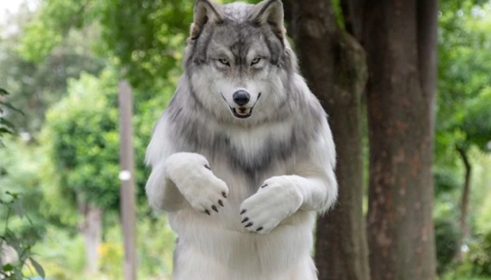 At the age of 32, Toru Ueda finds solace in slipping into his wolf persona within the confines of his home, allowing him to unwind and momentarily escape from lifes challenges — Twitter/Files