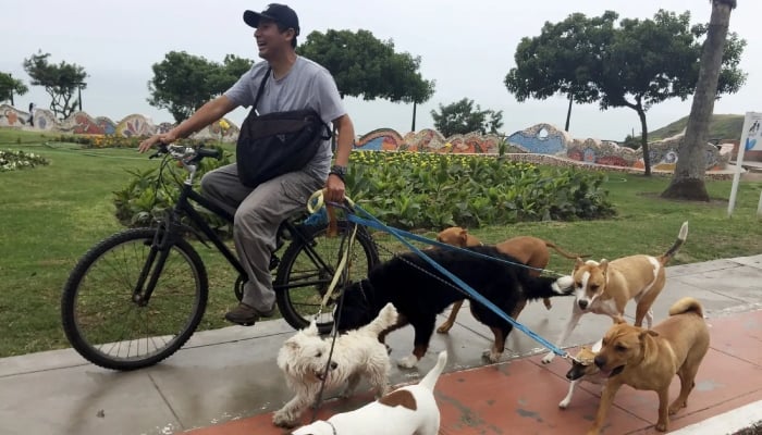 In this undated file photo, a dog-walker takes dogs out for a walk in a street. — Reuters