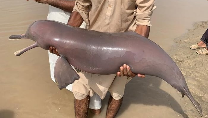 A dead Indus River dolphin is seen in the hands of a man in this undated image. — Instagram