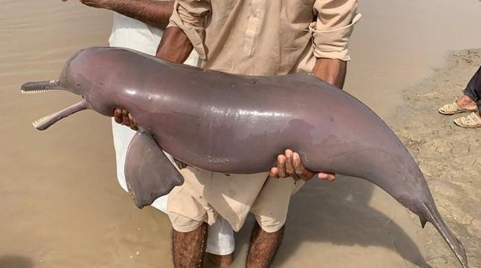 Rare Indus dolphin shot dead in Balochistan