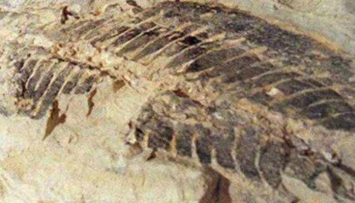 Image showing a 220 million-year-old amphibian fossil — AFP/Files