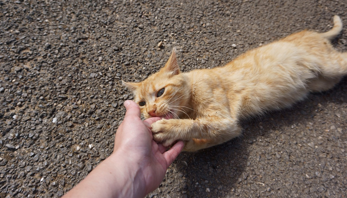 A representational image of a person interacting with a cat lying on a road. — Unsplash/File