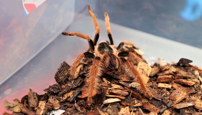 A tarantula is photographed after a seizure of animals for trafficking bound to Germany at El Dorado airport, in Bogota, Colombia December 1, 2021. — Reuters