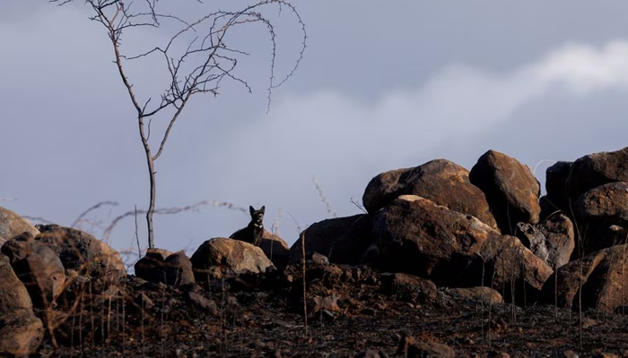 A cat looks out from a burned open field caused by the south Maui fire as Maui island deals with the aftermath of multiple wildfires, Hawaii, US., August 11, 2023. — Reuters