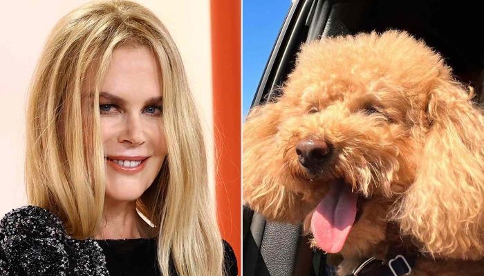 Nicole Kidmans poodle Julian takes the wheel in playful Instagram post