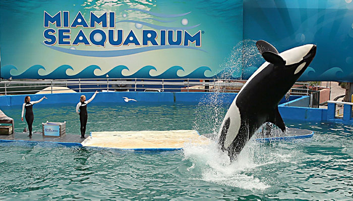 Lolita, the killer whale that has entertained visitors to the Miami Seaquarium for decades, may be released to the ocean in 18 months to two years, according to the company that owns the marine aquarium. Miami Herald