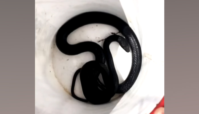 A black and pink-coloured coachwhip snake can be seen in this screengrab taken from the video by Rattle Snake Solutions