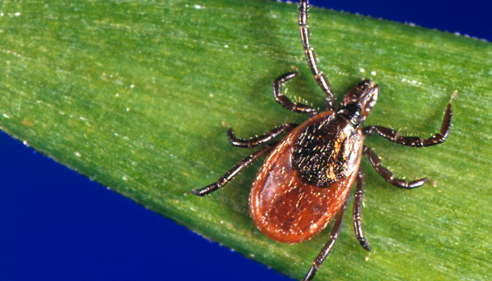 An image of a back-legged tick.— Centers for Disease Control and Prevention Laboratory