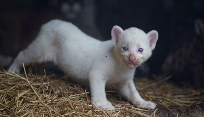 A month-old albino puma cub, born in captivity, is seen at its enclosure at Thomas Belt Zoo, in Juigalpa, Nicaragua August 22, 2023. — Reuters