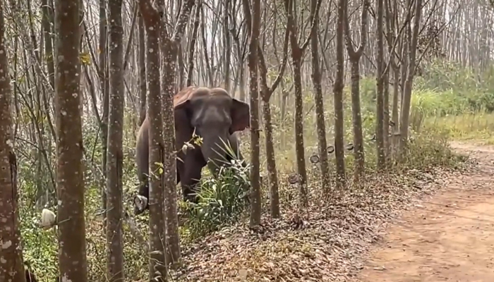 An elephant in the Chinese province of Yunnan can be seen sniffing something in the forest in this screen grab. — Twitter/@WatchTowerGW