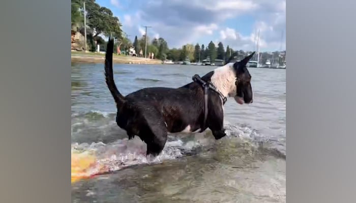 This screengrab taken from a video shows the dog skimboarding in this video released on April 19, 2023. — Instagram/@minibullrufus