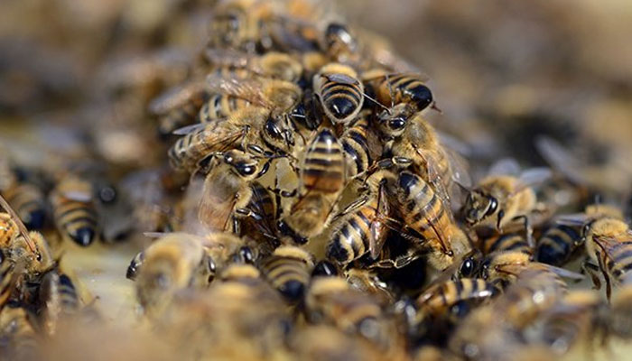 A representational image of bees.—AFP/file
