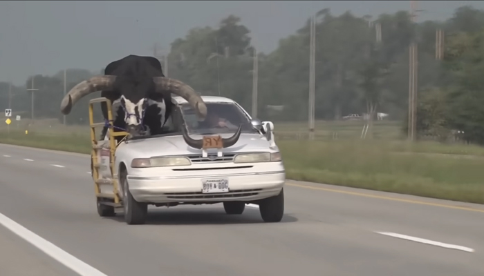 This still taken from a video released on September 2, 2023, shows a full-sized bull named Howdy Doody being transported in a passenger car in Nebraska. — YouTube/NBC News