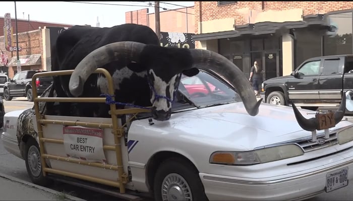 This capture taken from a video released on September 2, 2023, shows a full-sized bull named Howdy Doody looking on in a passenger car in Nebraska. — YouTube/NBC News
