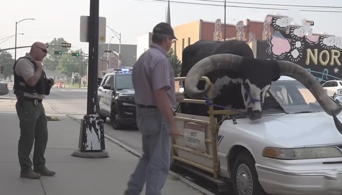 This picture taken from a video released on September 2, 2023, shows a full-sized bull named Howdy Doody in a passenger car while being pulled over by local authorities in Nebraska. — YouTube/NBC News