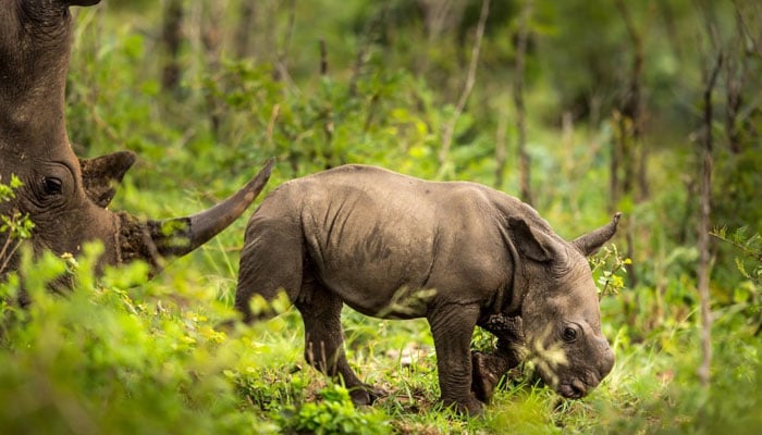 Worlds largest rhino farm now in hands of African Parks NGO. African Parks