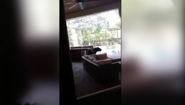 This screengrab taken from a video released on September 4, 2023, shows a three-legged bear sitting in the premises of a house in Lake Mary.— FOX 35 Orlando