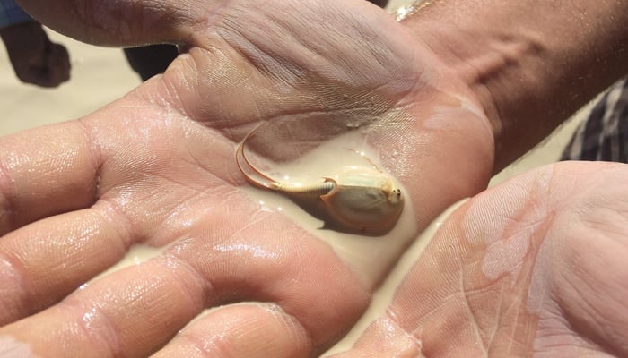 This photograph released on September 3, 2023, shows a three-eyed shrimp in the palm of a person who attended the Burning Man at the Black Rock Desert in Nevada. — Twitter/X/@SONICAIDS