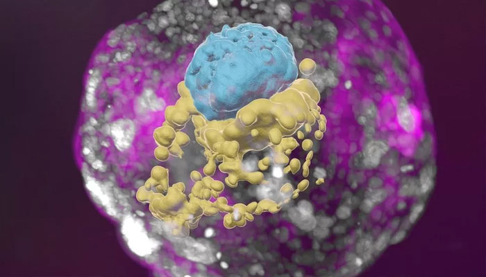 A stem-cell-derived human embryo model showing blue cells (embryo), yellow cells (yolk sac) and pink cells.—Weizmann Institute of Science