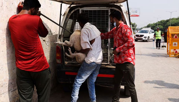 A man helps put a stray dog captured by a Municipal Corporation of Delhi (MCD) official inside the back of an animal ambulance near Indira Gandhi International Airport ahead of the G20 summit in New Delhi, India, September 5, 2023.—Reuters