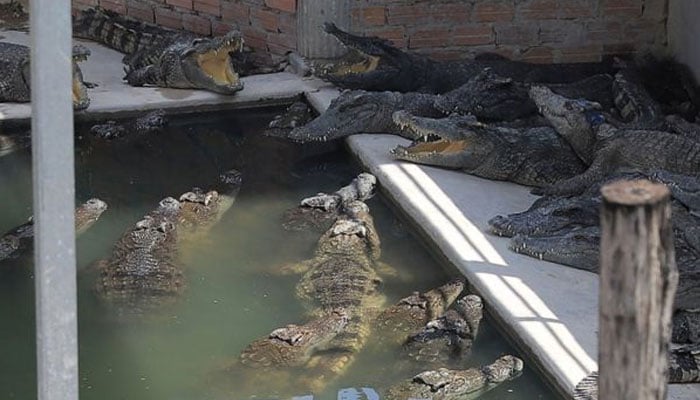 A representational image of crocodiles.—AFP/file