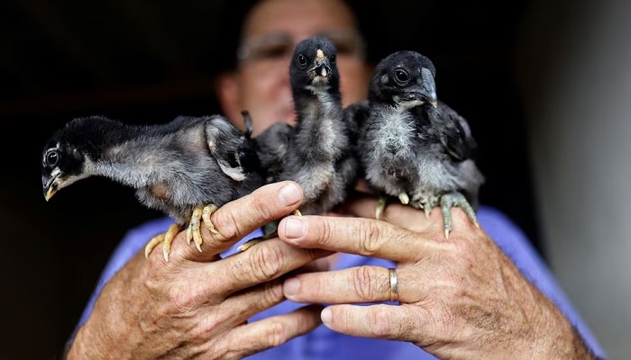 Agronomist Rubens Braz holds chicks of Giant Indian Urubu.—Reuters