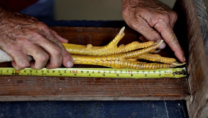 Agronomist Rubens Braz measures the legs of his Giant Indian Urubu Canela Amarela named Chapeu de Couro.—Reuters