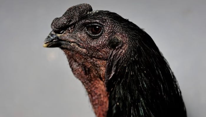 A Giant Indian Urubu rooster named Raimundo stands at the Avicultura Gigante.—Reuters