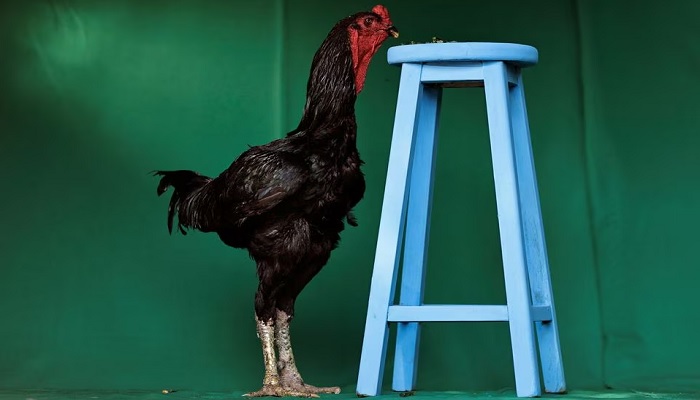 A Giant Indian Urubu rooster named Galalau is seen near a wooden bench.— Reuters