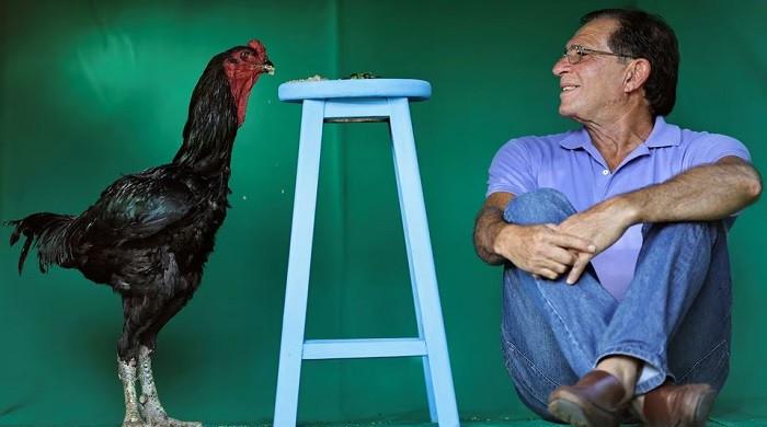 برازیل کے کسان روبینس براز کے لیے دیوہیکل مرغ کیسے ‘سنہری انڈے دینے والی گیز’ بن گئے