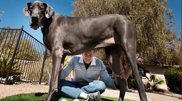 دنیا کا سب سے لمبا کتا زیوس کینسر کے باعث انتقال کر گیا۔