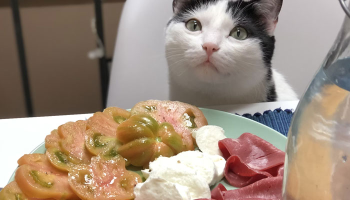 Vegan cat diet top