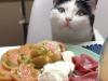 New study explores implications of vegan diet for your cats