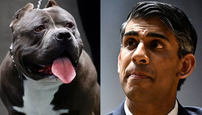 British PM Rishi Sunak (R) and an XL American Bully dog (L).—Reuters