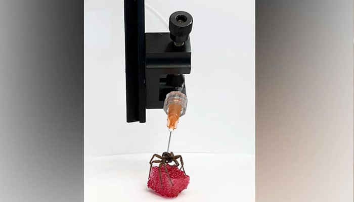 Mechanical engineers at Rice University in Texas won an Ig Nobel Prize for their work converting the bodies of deceased spiders into necrobotic grippers. — Preston Innovation Laboratory/Rice University