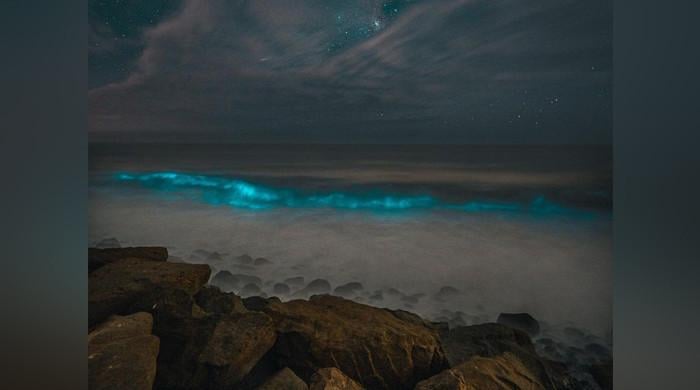 چمکدار سمندری مخلوق کیلیفورنیا کے ساحل کو روشن کر رہی ہے۔