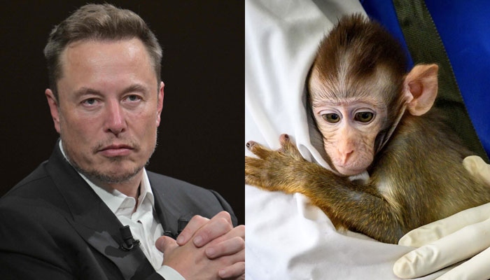 This combination image shows Neuralink co-founder Elon Musk and a monkey holding onto a doctors arm. — AFP/Files