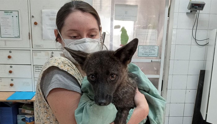 This picture shows the dogxim in the arms of a veterinarian. — X/@@Telegraph