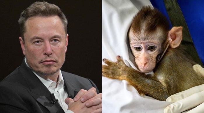 Is Elon Musk's Neuralink killing monkeys for his brain-chip project?