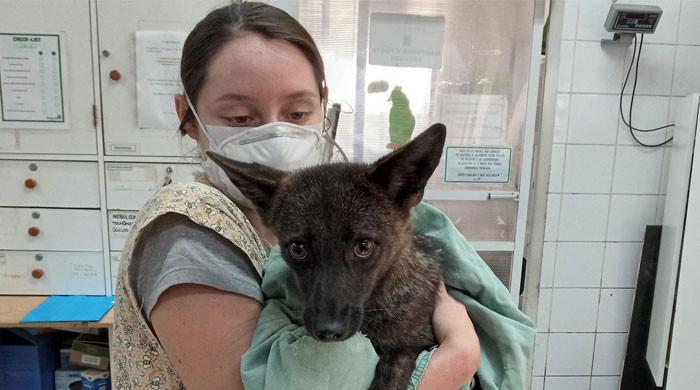 پہلا کتا-لومڑی ہائبرڈ ‘ڈاگکسم’ برازیل میں دریافت کے 2 سال بعد انتقال کر گیا