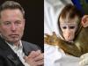 Is Elon Musk's Neuralink killing monkeys for his brain-chip project?