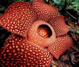 Rafflesia: World's largest flower on brink of extinction — Here's what scientists fear